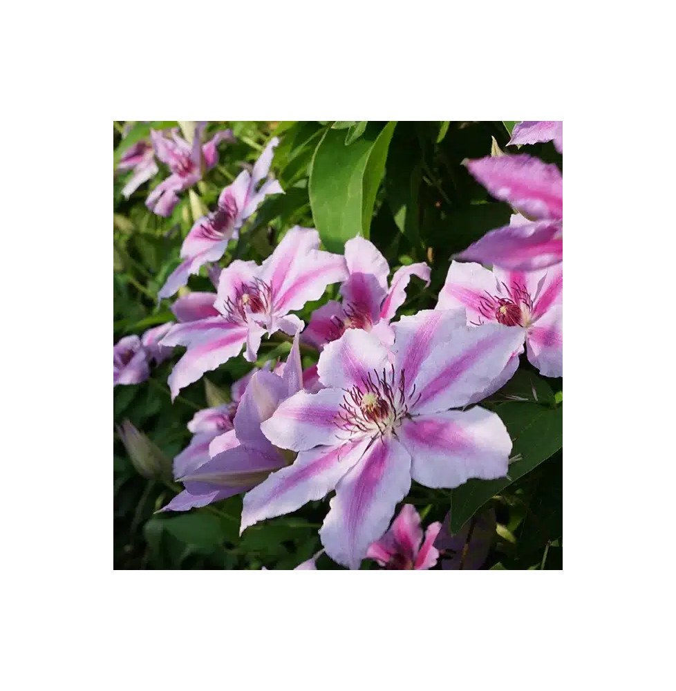 Pépinières Français PF_Clématite111 Clématite 'Giréna's - clematis