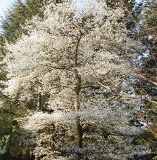 Pépinières Français PF_AMELANCHIE AMELANCHIER canadensis / Amelanchier