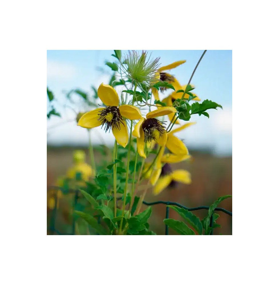 Pépinières Français PF_Clématite19 Clématite 'Golden Tiara®' ('Kugotia') - clematis orientalis