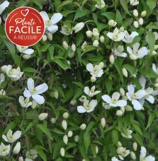 Pépinières Français PF_Clématite0506 Clématite 'Grandiflora' - clematis montana