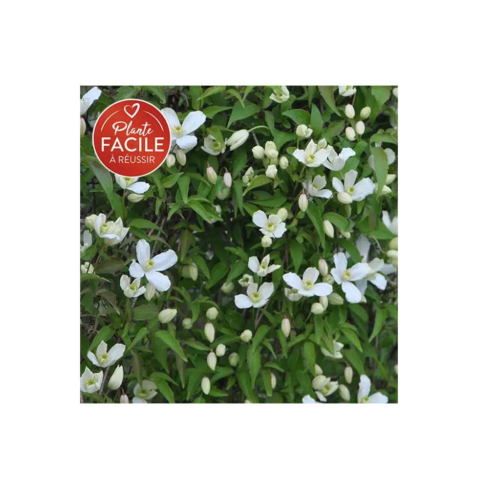 Pépinières Français PF_Clématite0506 Clématite 'Grandiflora' - clematis montana