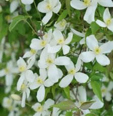 Pépinières Français PF_Clématite0506 Clématite 'Grandiflora' - clematis montana