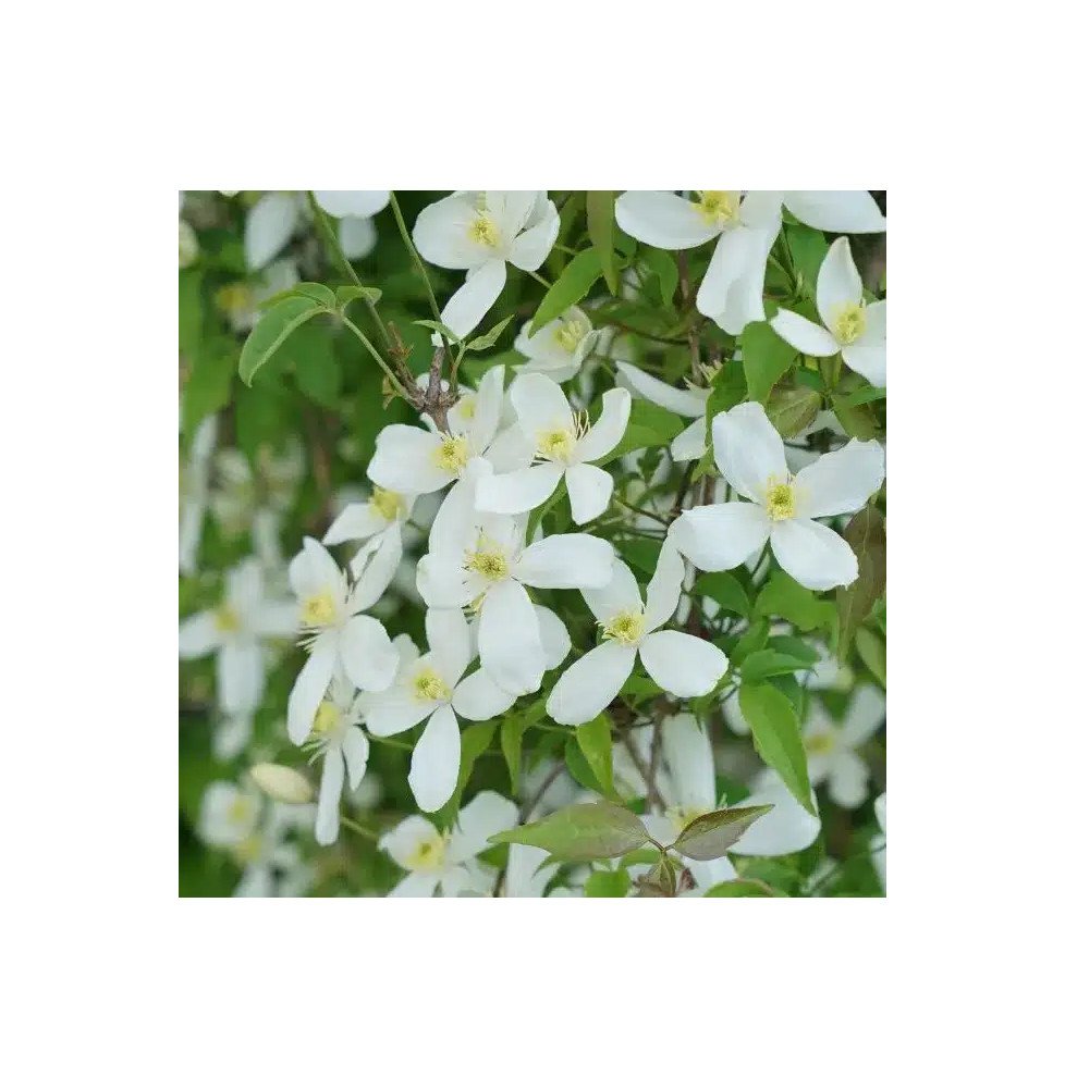 Pépinières Français PF_Clématite0506 Clématite 'Grandiflora' - clematis montana