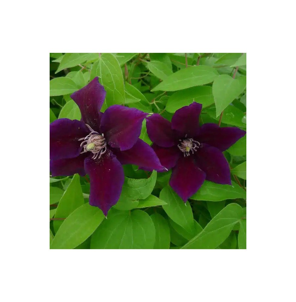Pépinières Français PF_Clématite80 Clématite 'Hania' - clematis