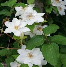 Pépinières Français PF_Clématite100 Clématite 'Henryi' - clematis