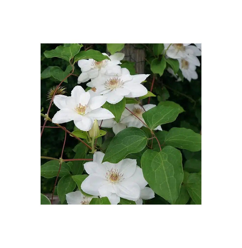 Pépinières Français PF_Clématite100 Clématite 'Henryi' - clematis