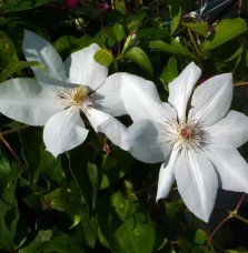 Pépinières Français PF_Clématite100 Clématite 'Henryi' - clematis