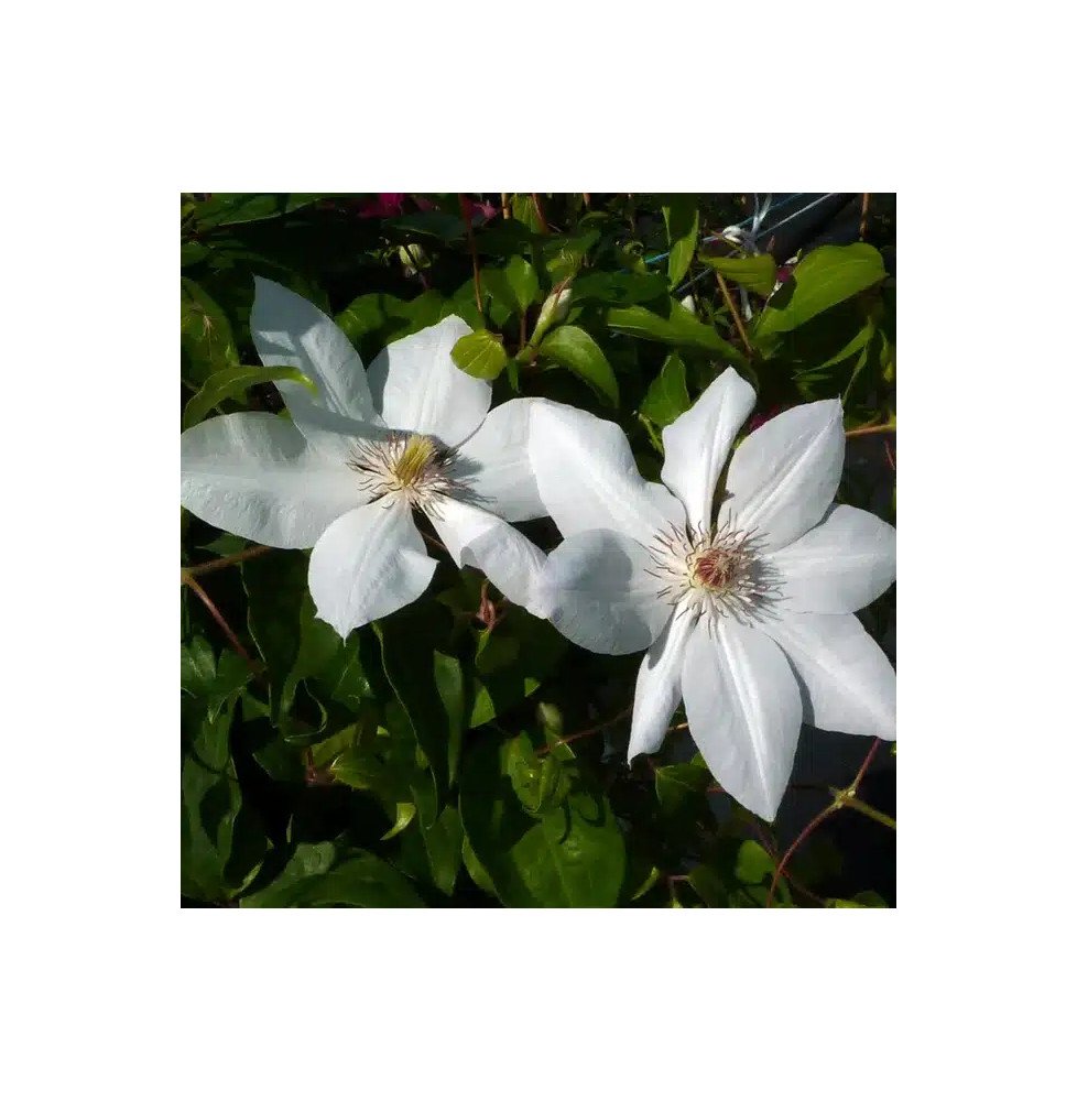 Pépinières Français PF_Clématite100 Clématite 'Henryi' - clematis