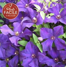 Pépinières Français PF_Clématite96 Clématite 'Jackmanii' - clematis