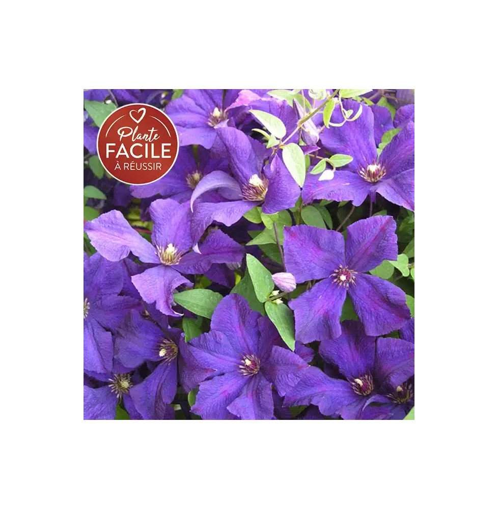 Pépinières Français PF_Clématite96 Clématite 'Jackmanii' - clematis