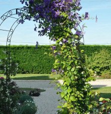 Pépinières Français PF_Clématite96 Clématite 'Jackmanii' - clematis