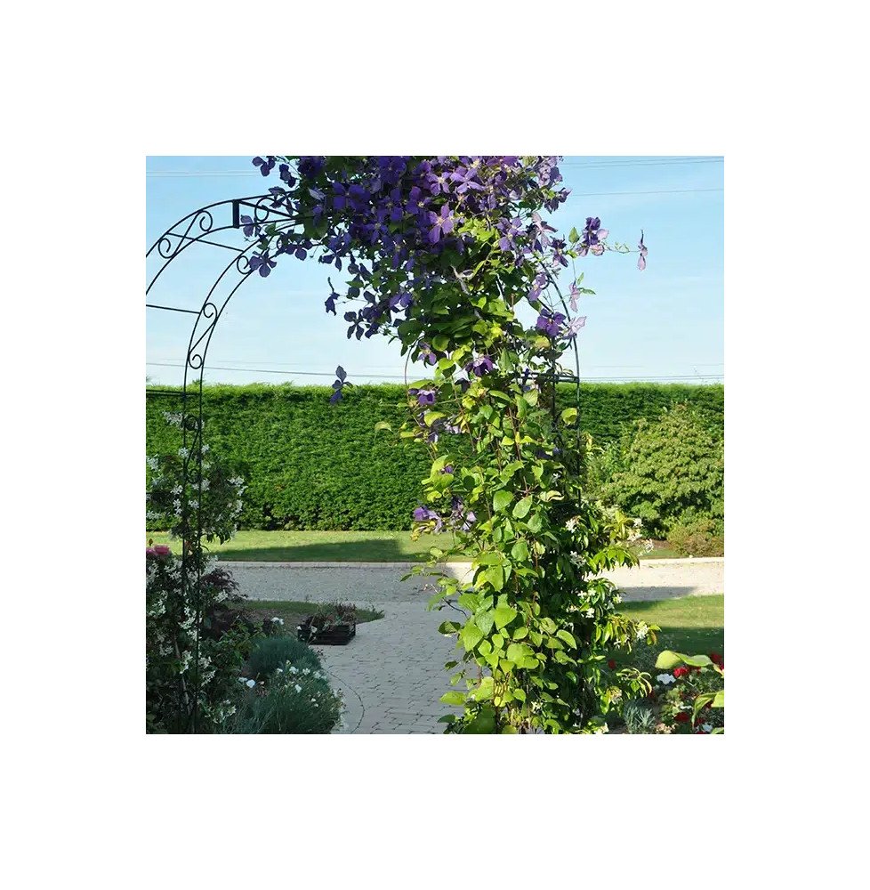 Pépinières Français PF_Clématite96 Clématite 'Jackmanii' - clematis