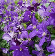 Pépinières Français PF_Clématite96 Clématite 'Jackmanii' - clematis