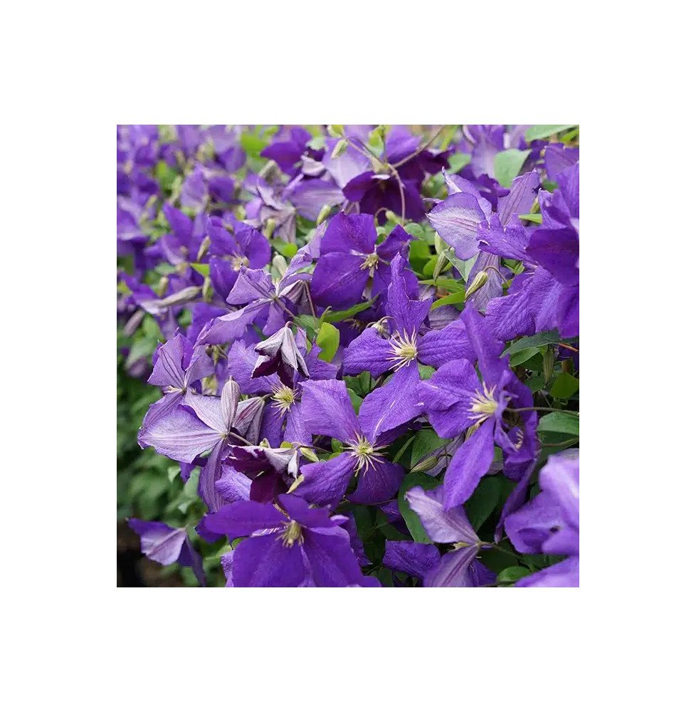 Pépinières Français PF_Clématite96 Clématite 'Jackmanii' - clematis