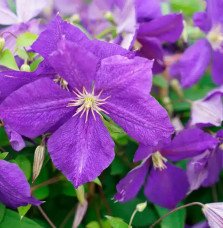 Pépinières Français PF_Clématite96 Clématite 'Jackmanii' - clematis