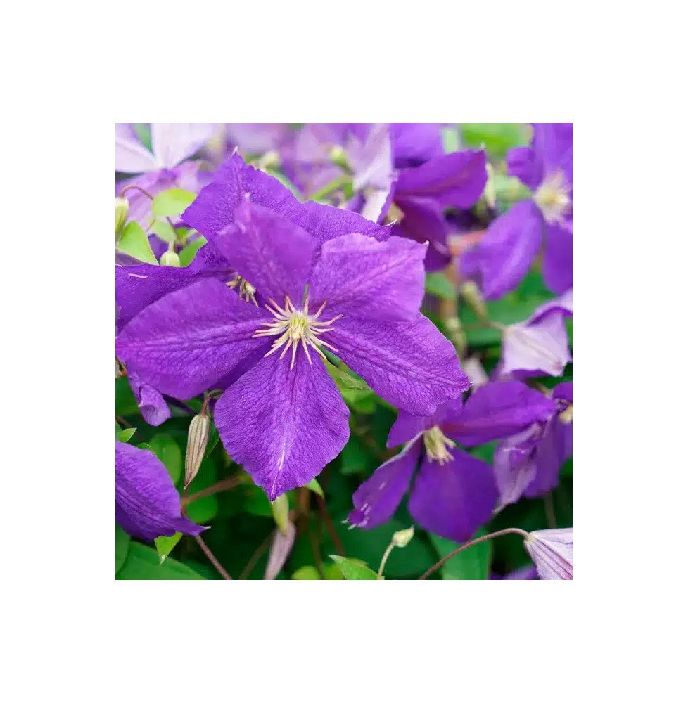 Pépinières Français PF_Clématite96 Clématite 'Jackmanii' - clematis