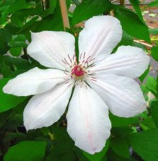 Pépinières Français PF_Clématite820 Clématite 'Jean Paul II' - clematis