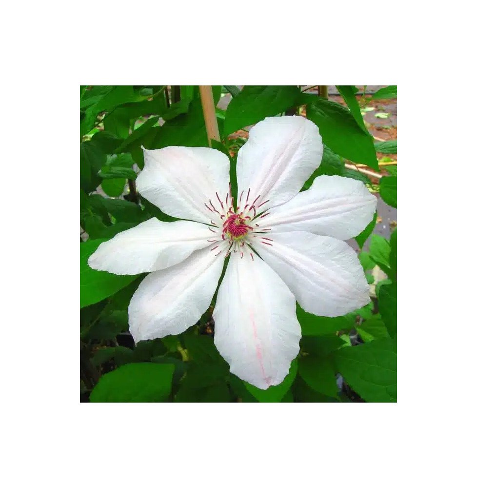 Pépinières Français PF_Clématite820 Clématite 'Jean Paul II' - clematis