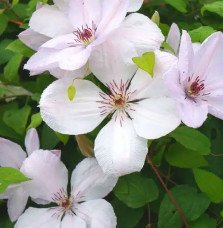 Pépinières Français PF_Clématite820 Clématite 'Jean Paul II' - clematis