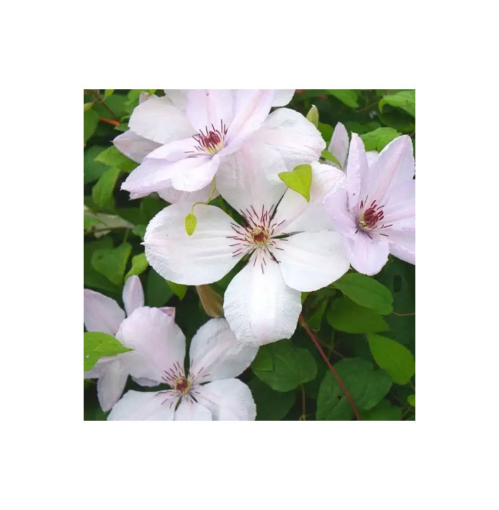 Pépinières Français PF_Clématite820 Clématite 'Jean Paul II' - clematis