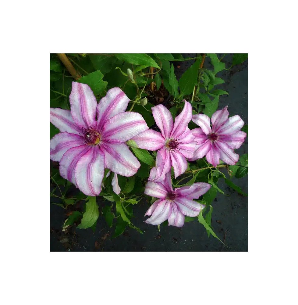 Pépinières Français PF_Clématite716 Clématite 'John Warren' - clematis