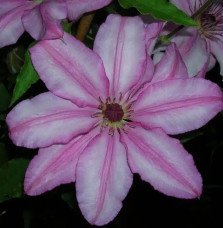 Pépinières Français PF_Clématite716 Clématite 'John Warren' - clematis