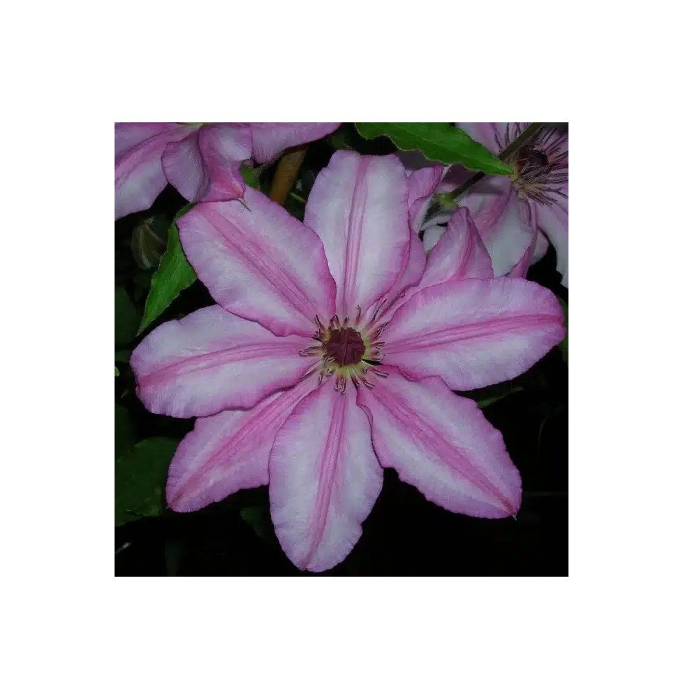 Pépinières Français PF_Clématite716 Clématite 'John Warren' - clematis