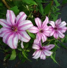 Pépinières Français PF_Clématite716 Clématite 'John Warren' - clematis