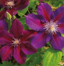 Pépinières Français PF_Clématite734 Clématite 'Julka' - clematis