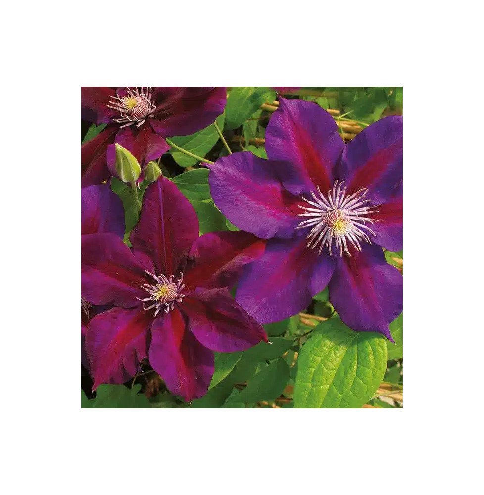 Pépinières Français PF_Clématite734 Clématite 'Julka' - clematis