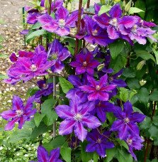 Pépinières Français PF_Clématite734 Clématite 'Julka' - clematis
