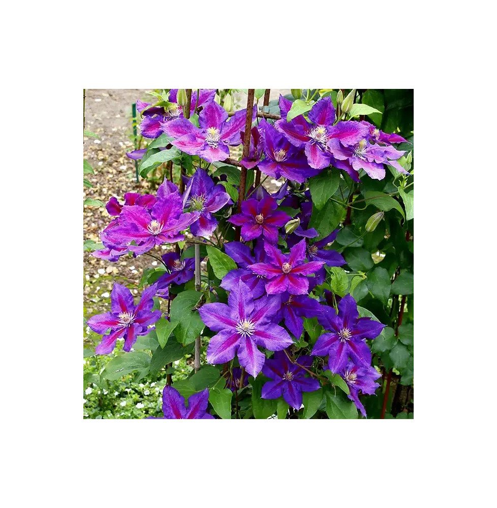 Pépinières Français PF_Clématite734 Clématite 'Julka' - clematis