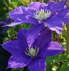 Pépinières Français PF_Clématite0 Clématite 'Lasurstern' - clematis