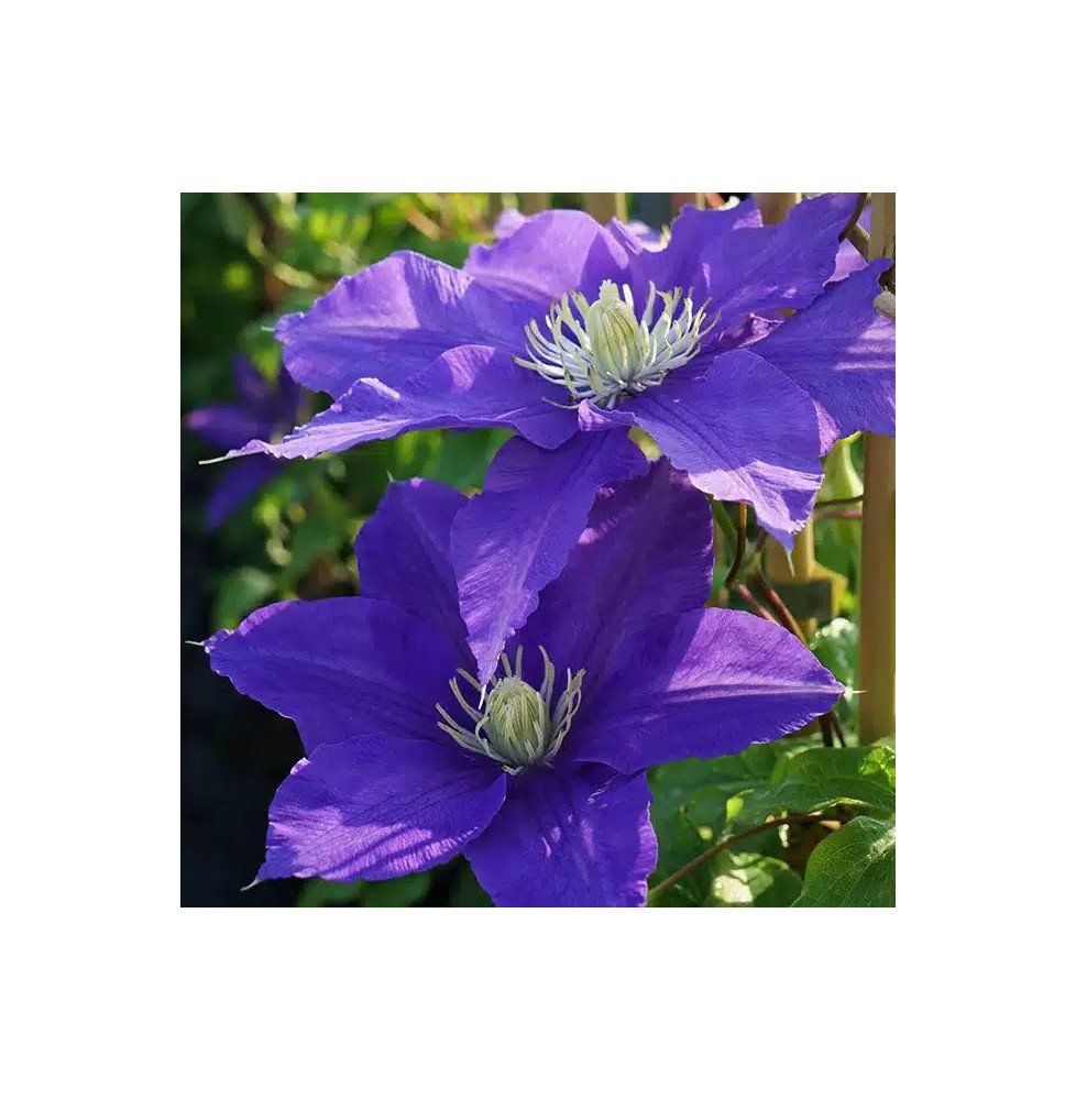 Pépinières Français PF_Clématite0 Clématite 'Lasurstern' - clematis