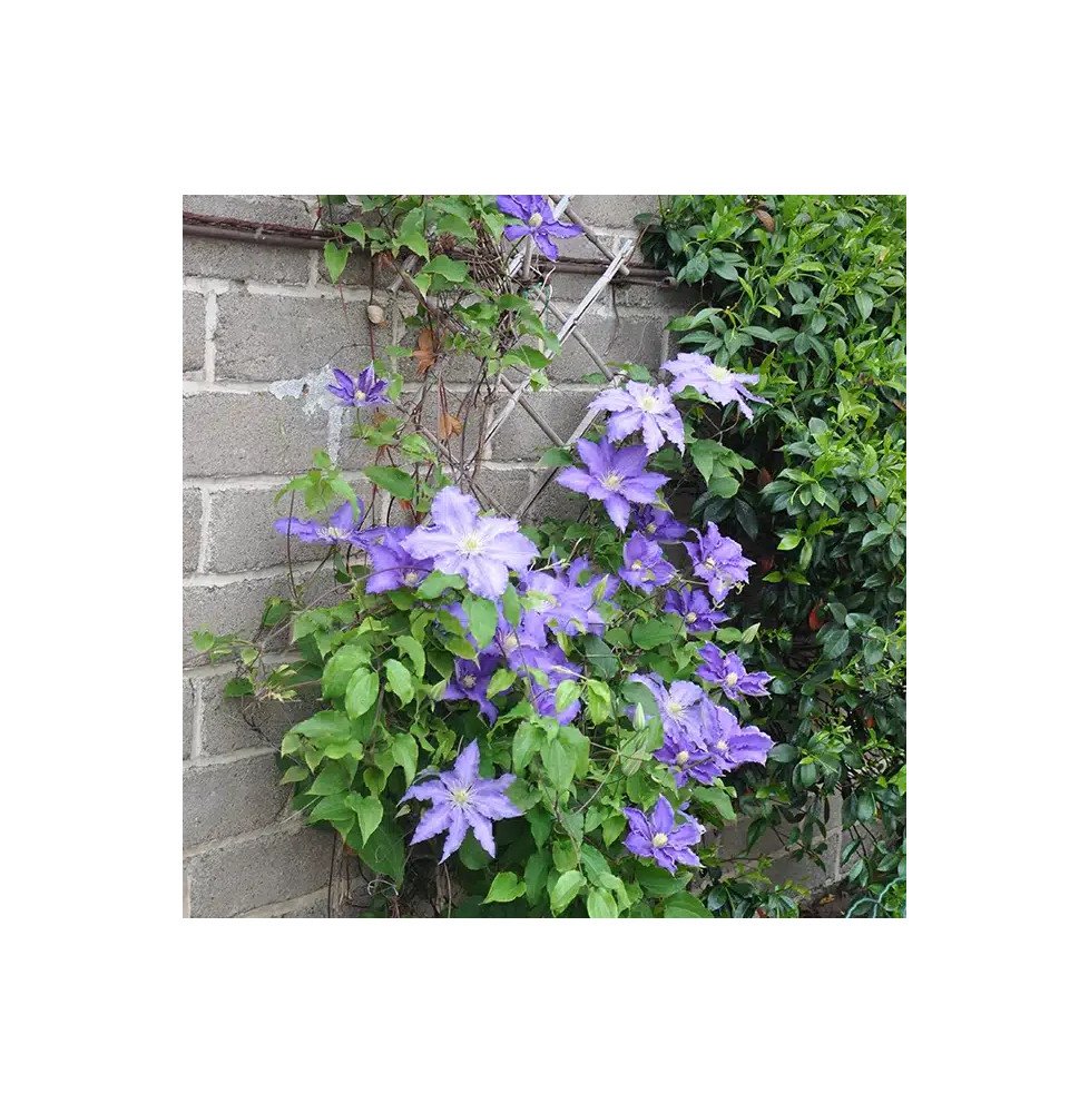 Pépinières Français PF_Clématite0 Clématite 'Lasurstern' - clematis