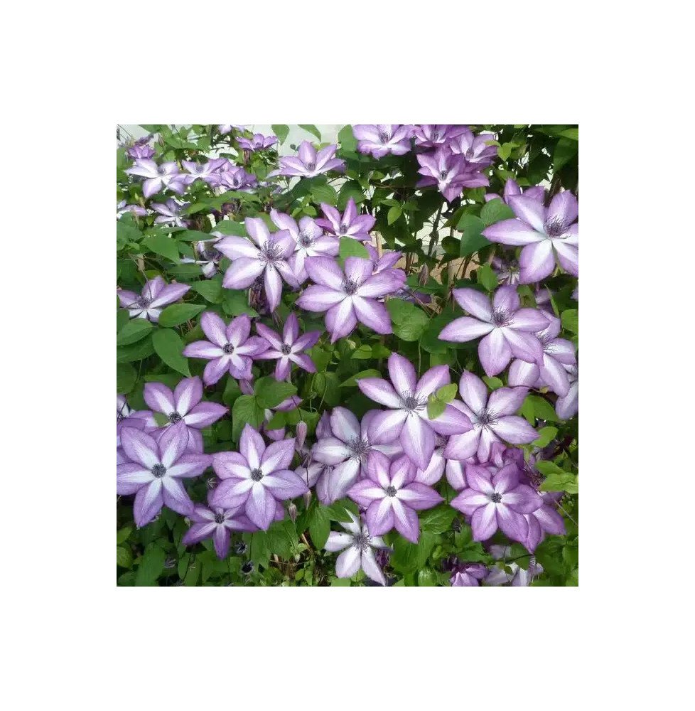 Pépinières Français PF_Clématite6 Clématite 'Lavallée n°1' - clematis florida