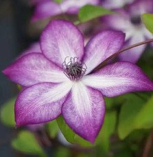 Pépinières Français PF_Clématite6 Clématite 'Lavallée n°1' - clematis florida