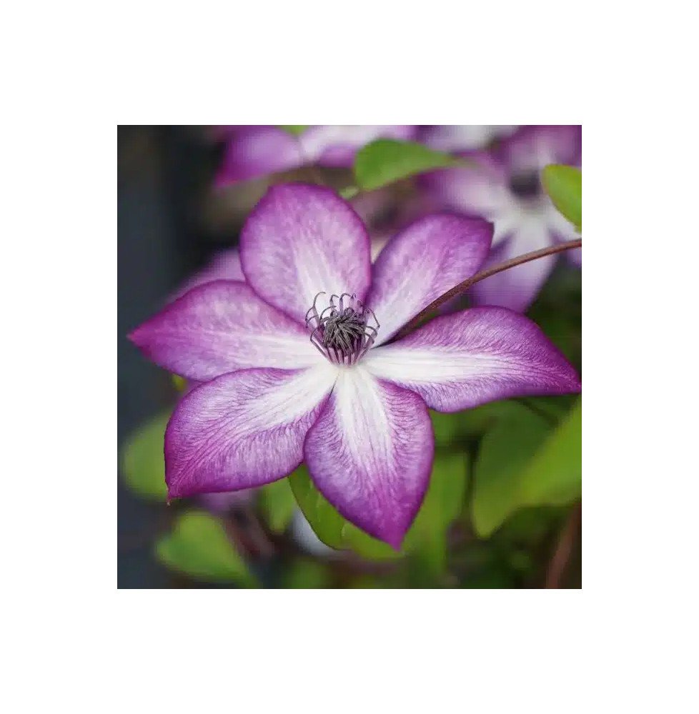 Pépinières Français PF_Clématite6 Clématite 'Lavallée n°1' - clematis florida