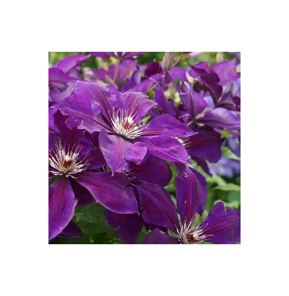 Pépinières Français PF_Clématite315 Clématite 'Lilacina Floribunda' à grandes fleurs étoilées violettes