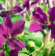 Pépinières Français PF_Clématite315 Clématite 'Lilacina Floribunda' à grandes fleurs étoilées violettes