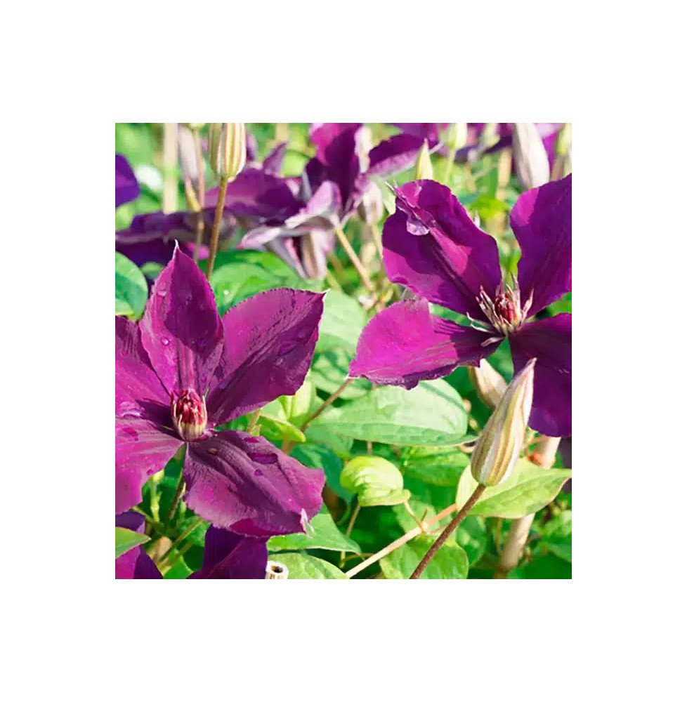 Pépinières Français PF_Clématite315 Clématite 'Lilacina Floribunda' à grandes fleurs étoilées violettes