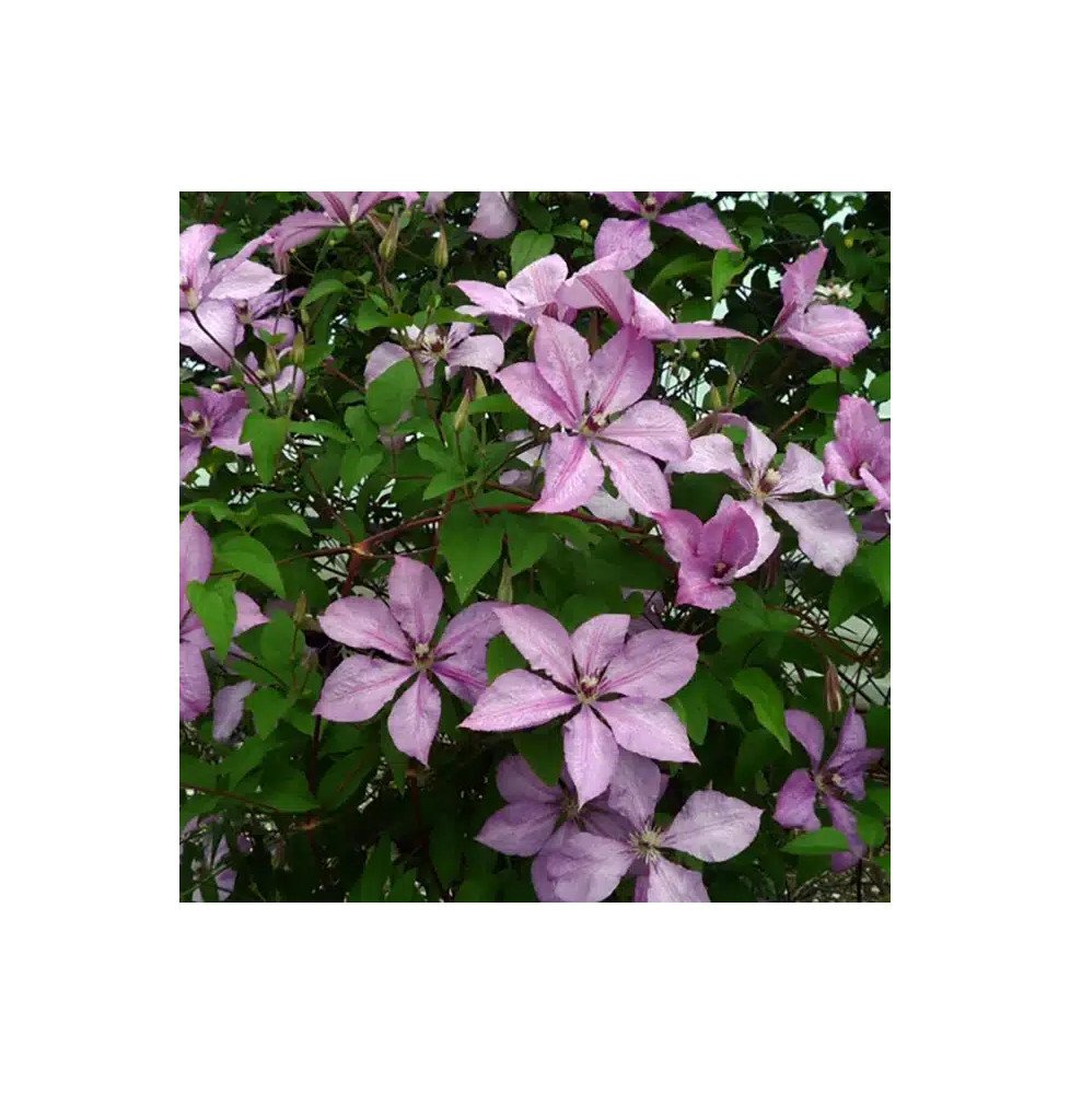 Pépinières Français PF_Clématite504 Clématite 'Margaret Hunt' - clematis