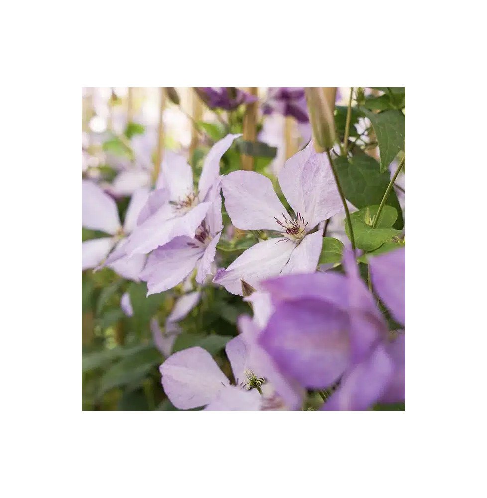 Pépinières Français PF_Clématite504 Clématite 'Margaret Hunt' - clematis