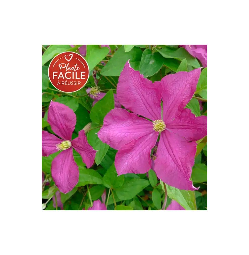Pépinières Français PF_Clématite465 Clématite 'Margot Koster' - clematis viticella