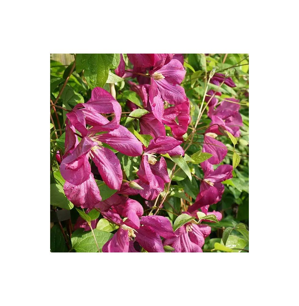 Pépinières Français PF_Clématite465 Clématite 'Margot Koster' - clematis viticella