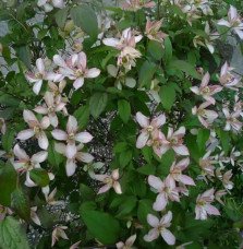 Pépinières Français PF_Clématite831 Clématite 'Marjorie' - clematis montana