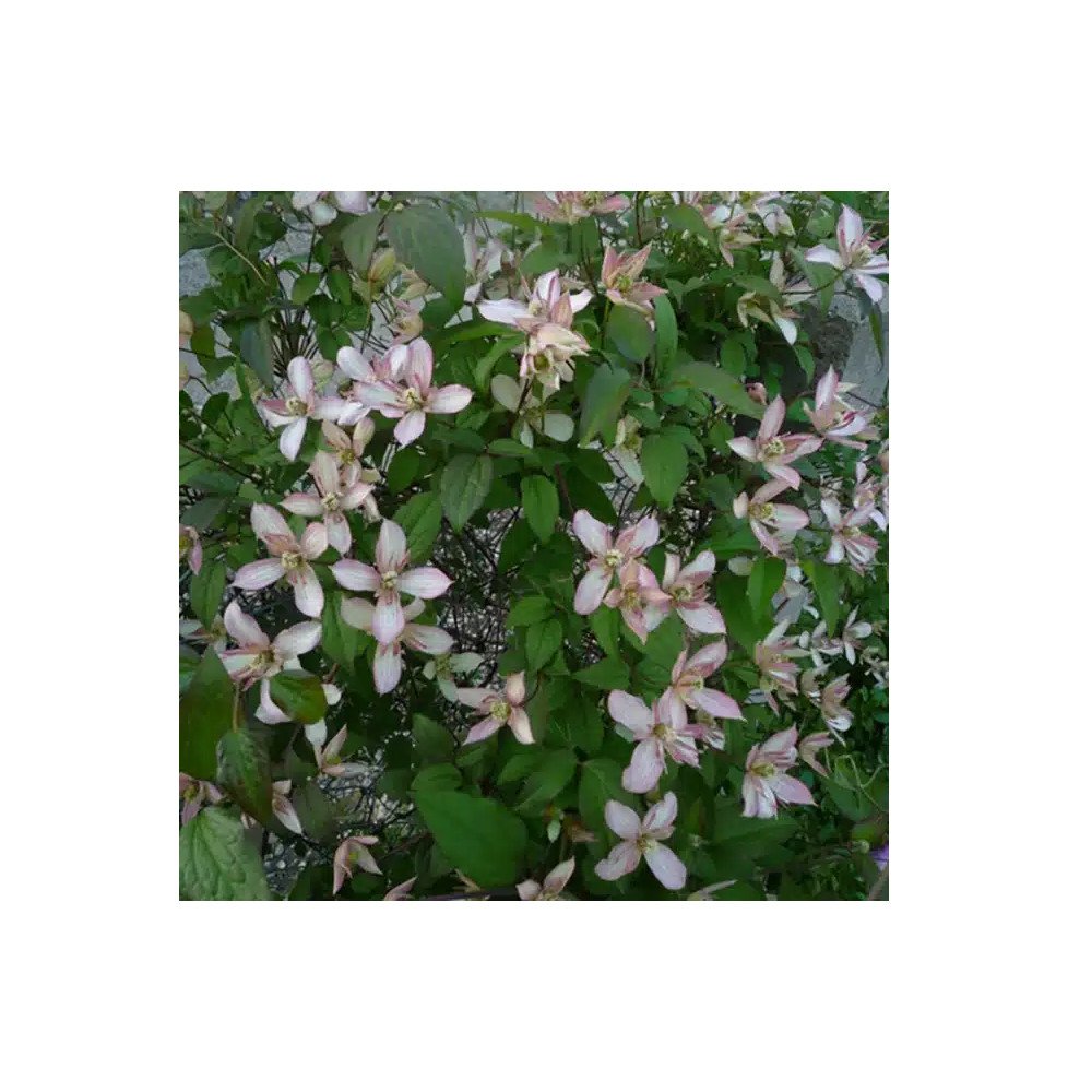 Pépinières Français PF_Clématite831 Clématite 'Marjorie' - clematis montana