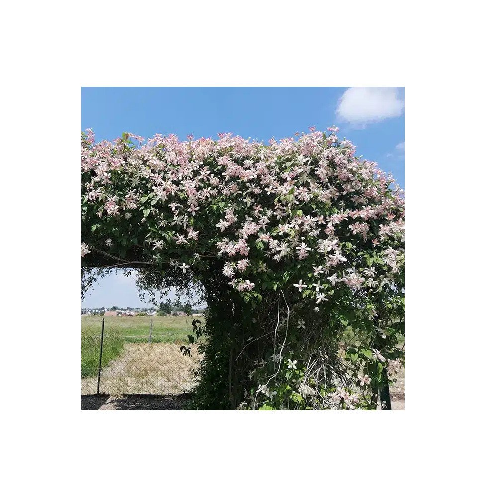 Pépinières Français PF_Clématite831 Clématite 'Marjorie' - clematis montana