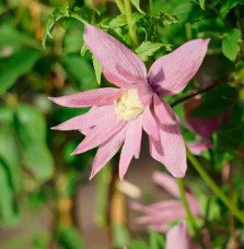 Pépinières Français PF_Clématite419 Clématite 'Markham's Pink' - clematis macropetala