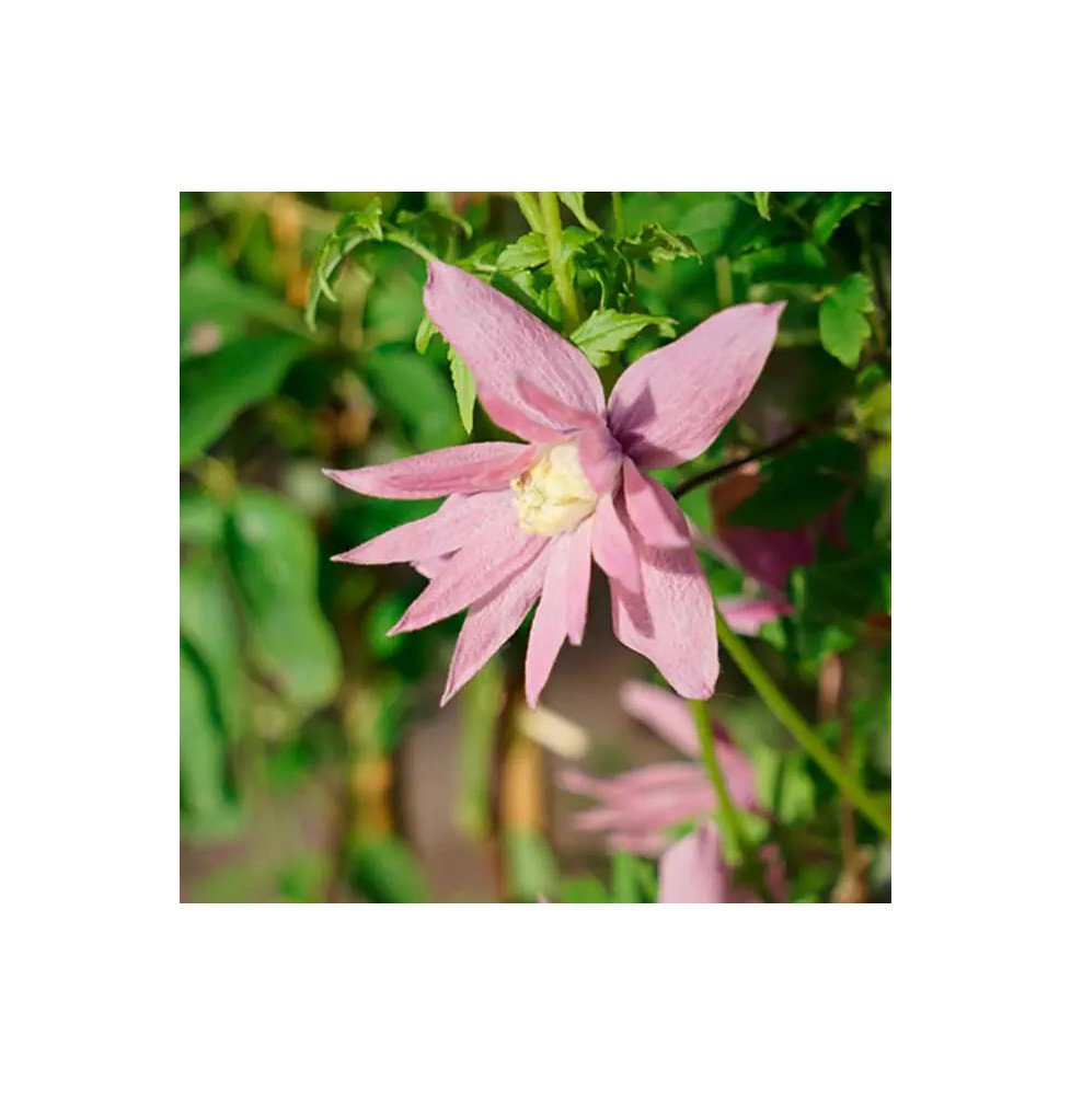 Pépinières Français PF_Clématite419 Clématite 'Markham's Pink' - clematis macropetala